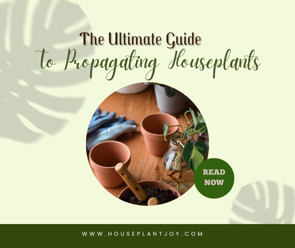 The Ultimate Guide To Propagating Houseplants