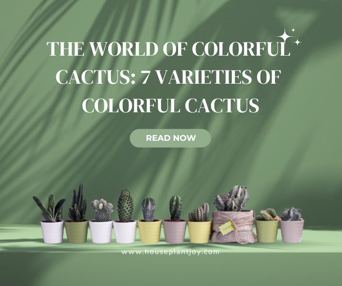 The World Cactus: 7 Varieties of Colorful Cactus