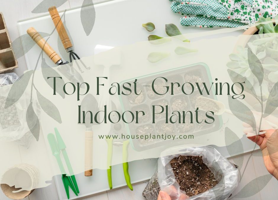Top Fast-Growing Indoor Plants
