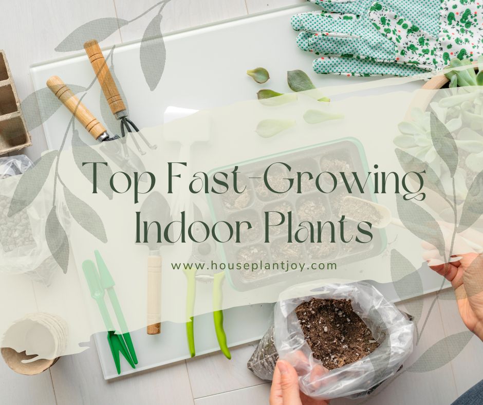 Top Fast-Growing Indoor Plants