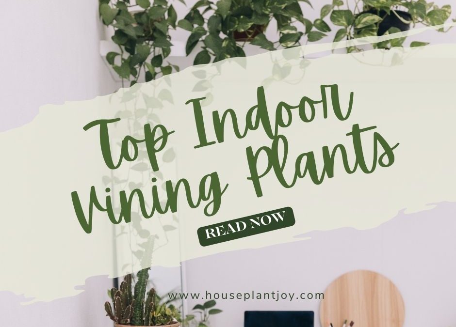 Top Indoor Vining Plants