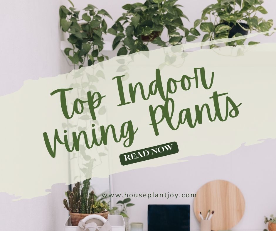 Top Indoor Vining Plants