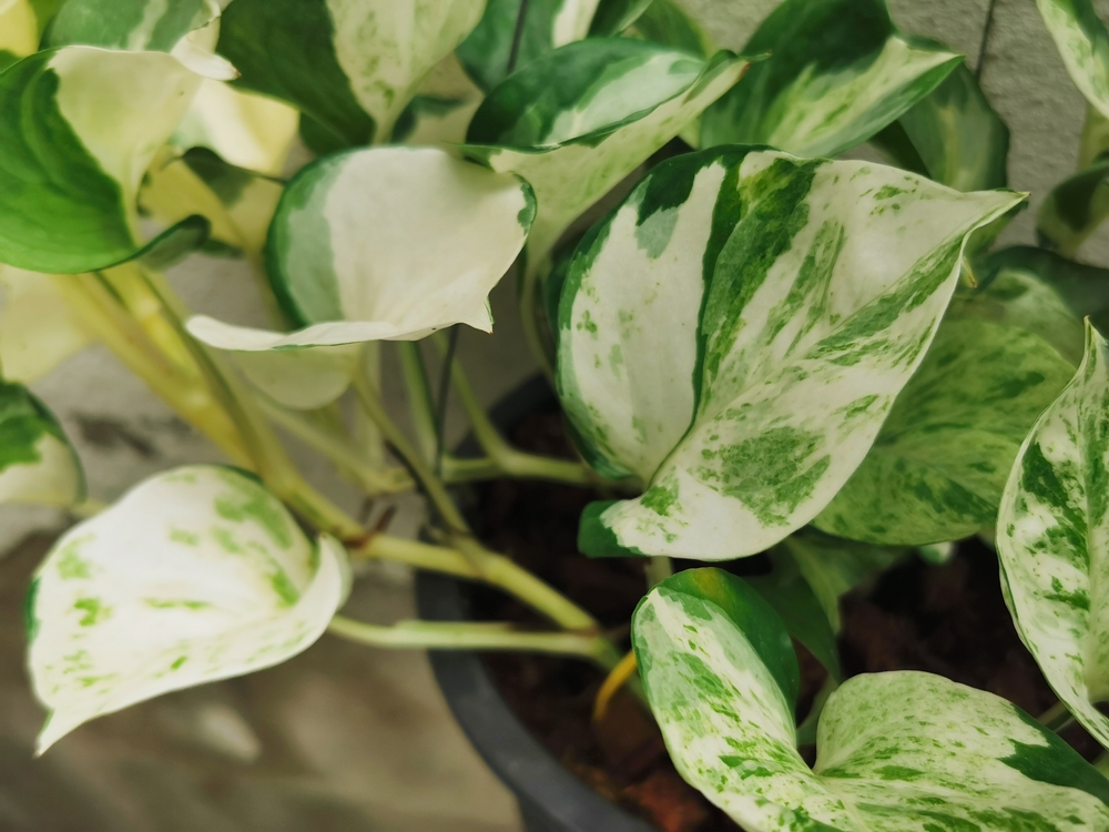  Pothos 'N'joy': pothos houseplant varieties