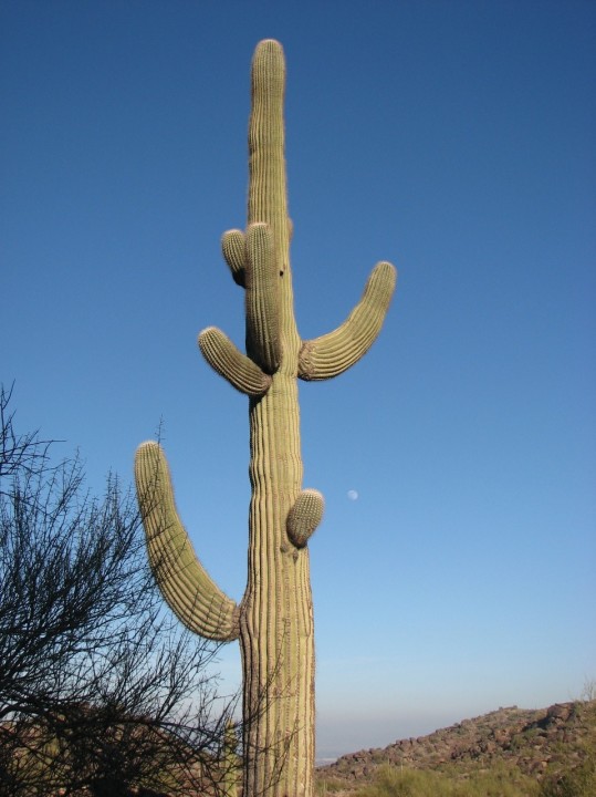 tall cactus plants