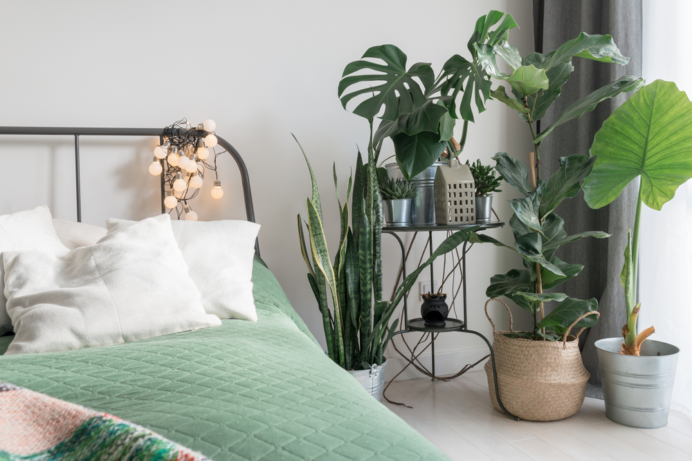 plants for bedroom air quality