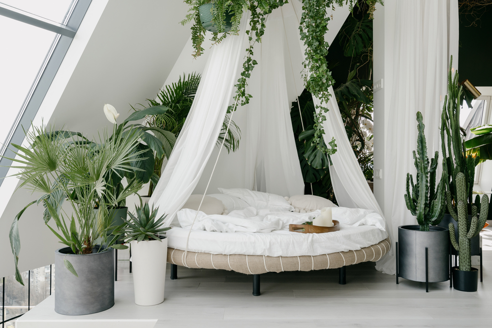 plants for bedroom air quality