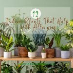 12 Indoor Plants That Help with Allergies