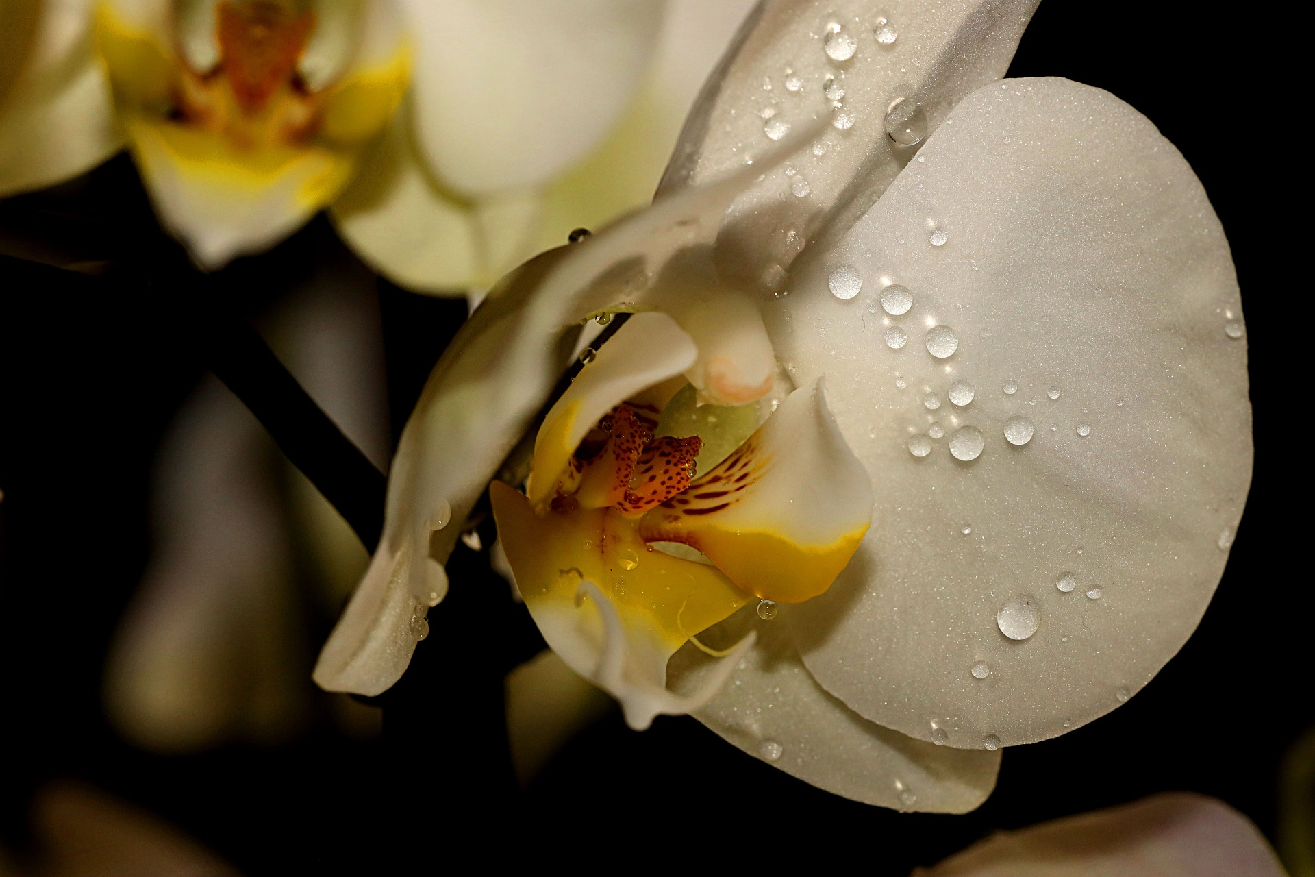 water orchids