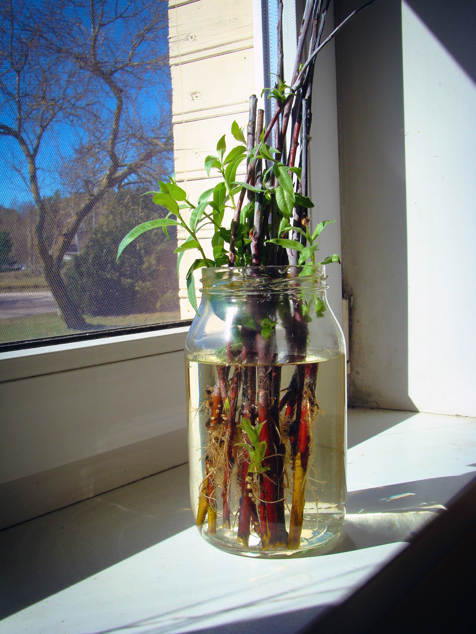 A person holding a pot with a plant cutting in it