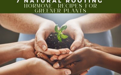 7 Natural Rooting Hormone Recipes for Greener Plants