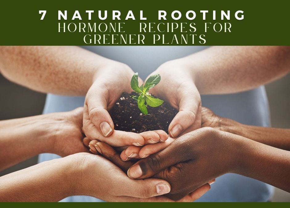 7 Natural Rooting Hormone Recipes for Greener Plants