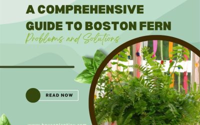 A Comprehensive Guide to Boston Fern Problems and Solutions