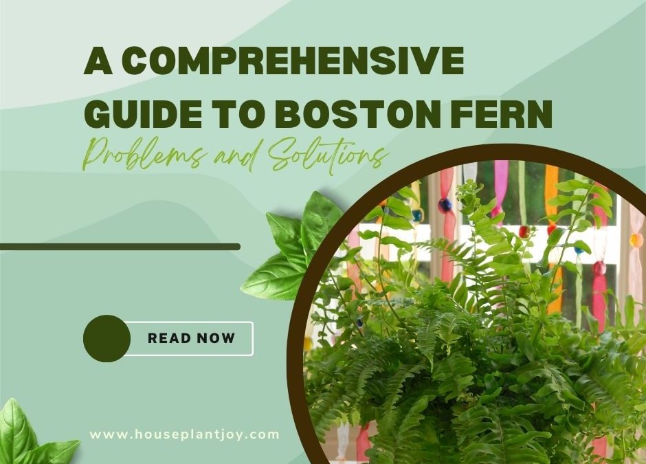 A Comprehensive Guide to Boston Fern Problems and Solutions