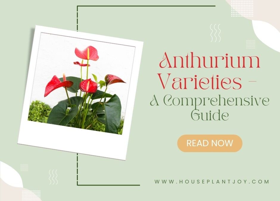 Discover the Beauty of Anthurium Varieties
