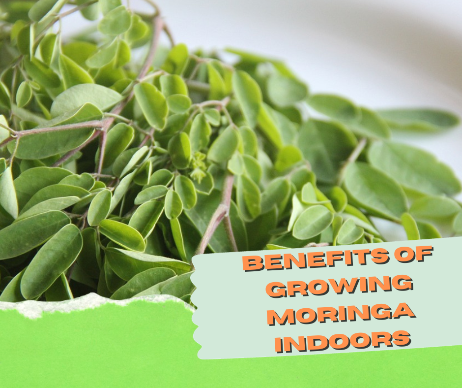 Benefits of Growing Moringa Indoors