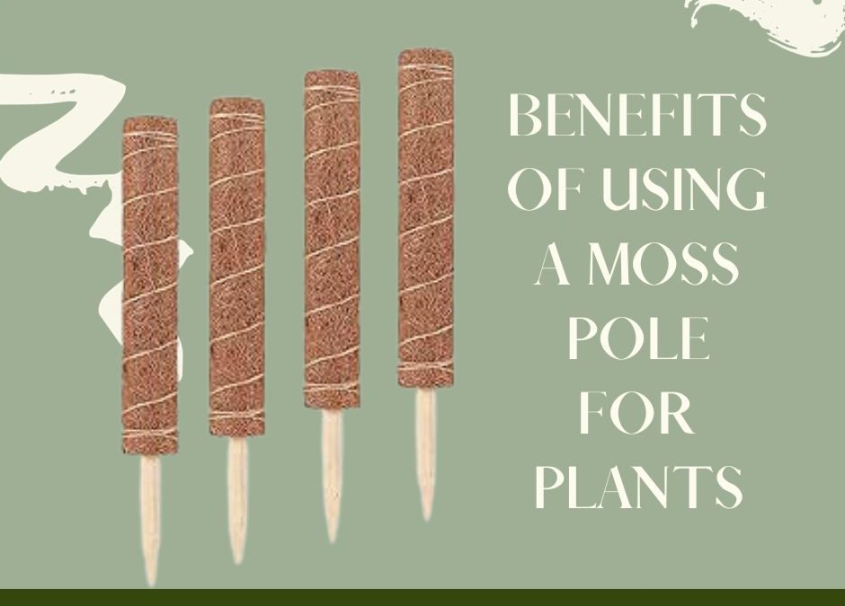 Benefits of Using a Moss Pole for Plants