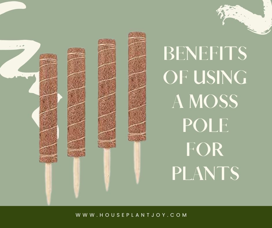 Benefits of Using a Moss Pole for Plants Benefits of Using a Moss Pole for Plants