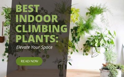Best Indoor Climbing Plants Elevate Your Space