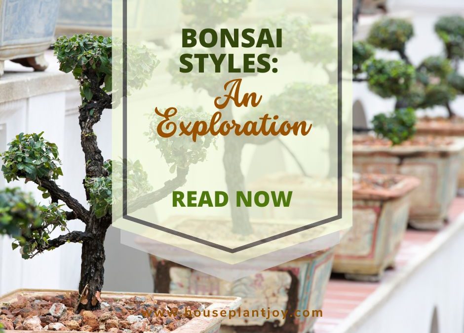 Bonsai Styles: An Exploration