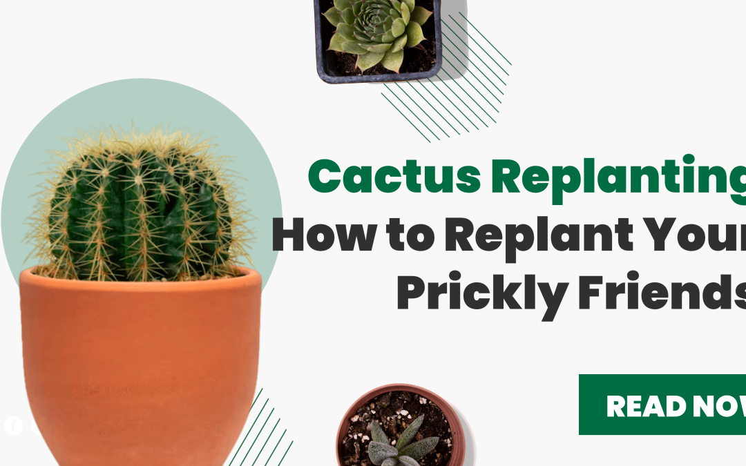 Cactus Replanting: How to Replant Your Prickly Friends