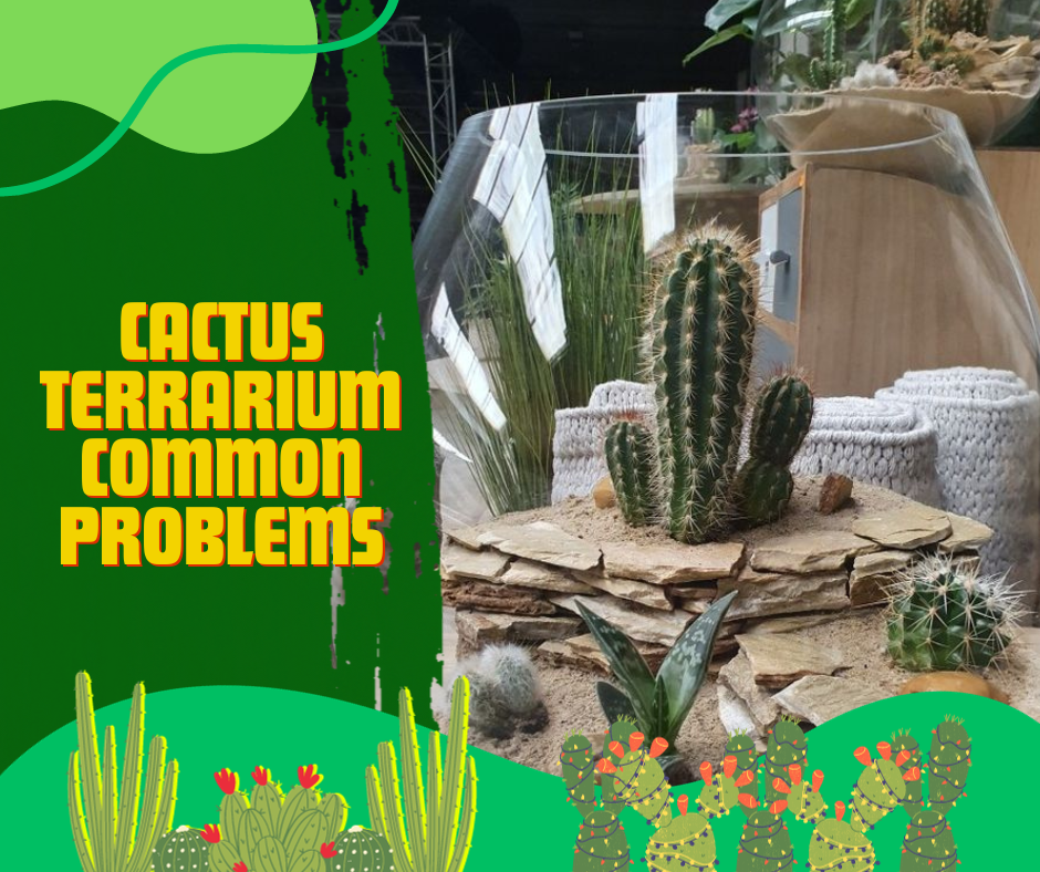 common problems, cacti common problems