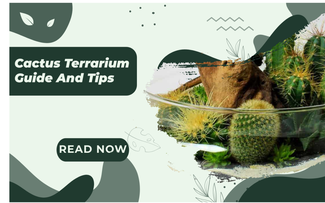 Cactus Terrarium Guide And Tips