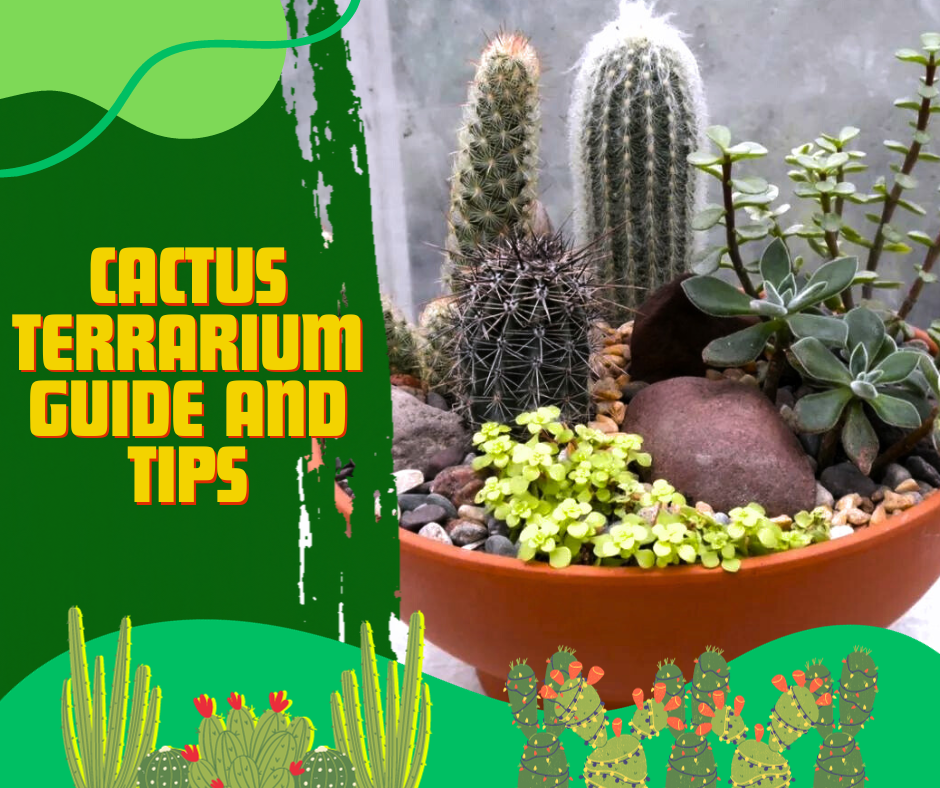 cactus terrarium, cactus garden