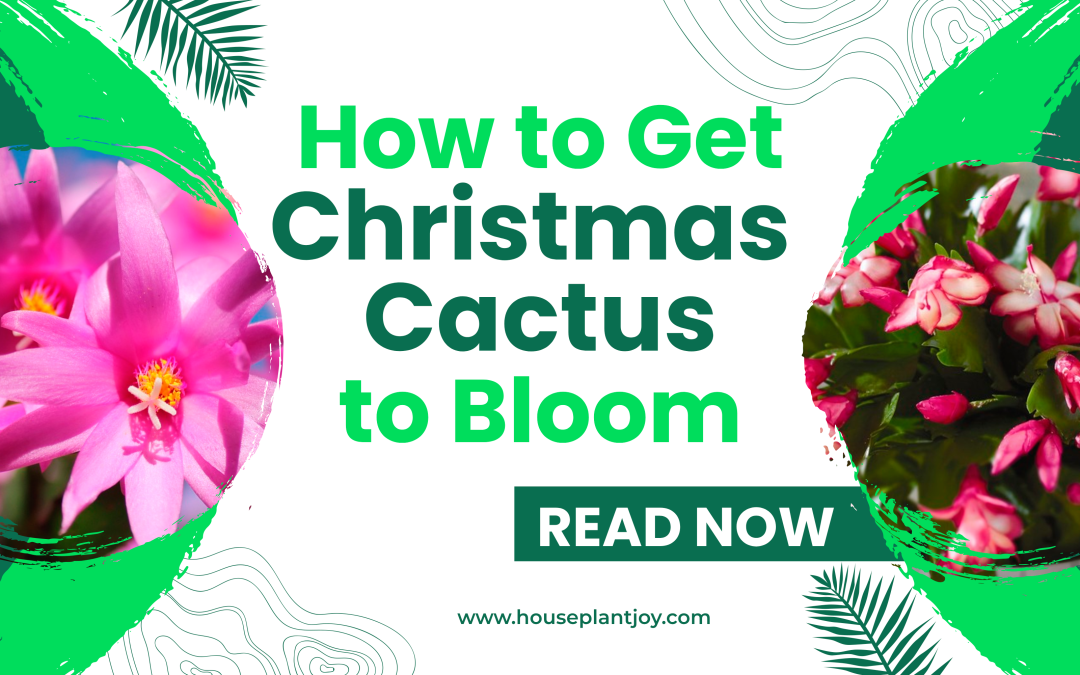 How to Get Christmas Cactus to Bloom