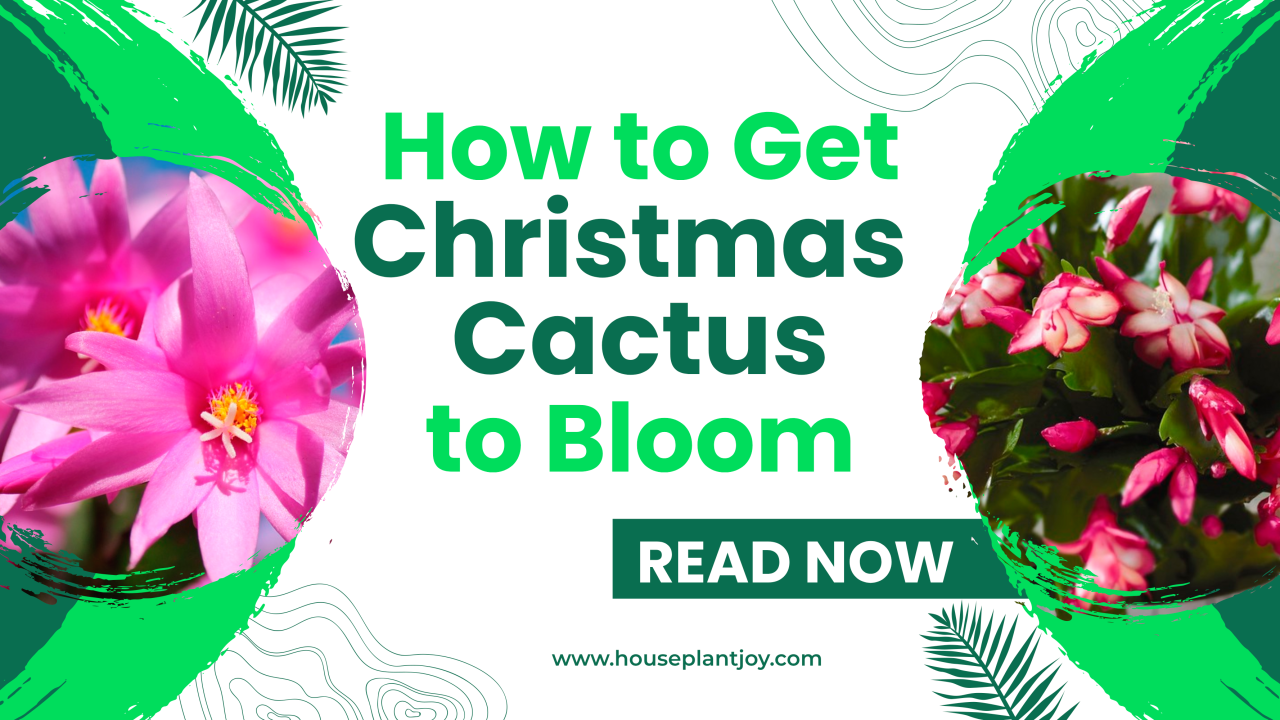 How To Get Christmas Cactus To Bloom - HouseplantJoy.com