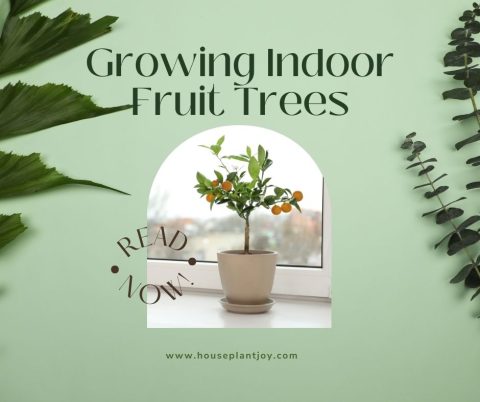Growing Indoor Fruit Trees - HouseplantJoy.com