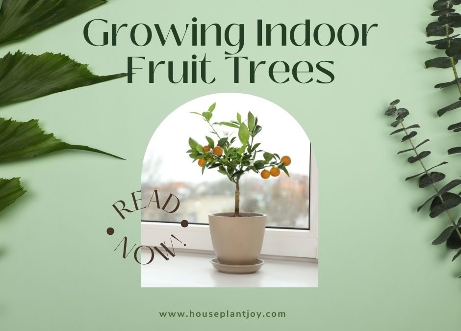 Growing Indoor Fruit Trees