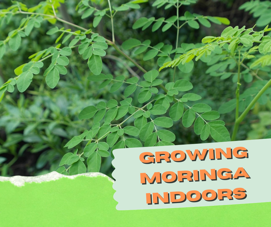 growing moringa indoors