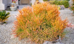 firesticks plant