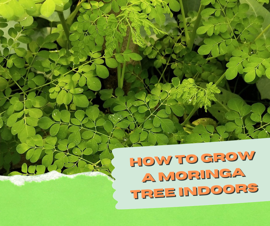 How to Grow A Moringa Tree Indoors