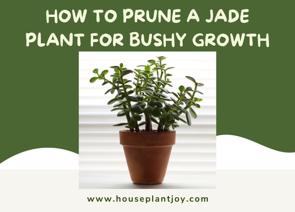How to Prune a Jade Plant for Bushy Growth