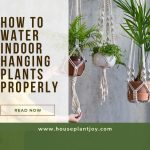 How to Water Indoor Hanging Plants Properly