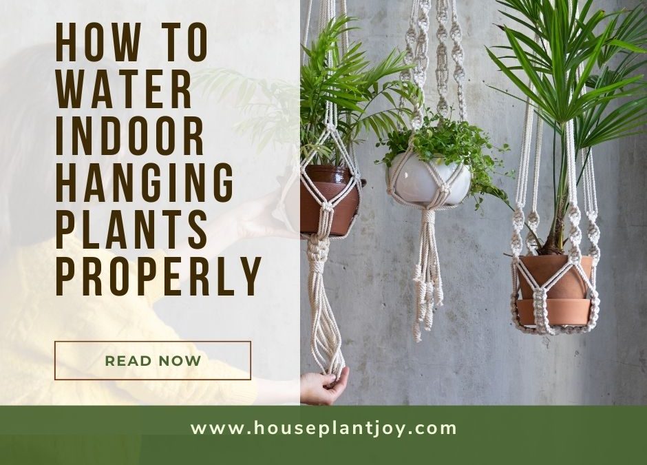 How to Water Indoor Hanging Plants Properly