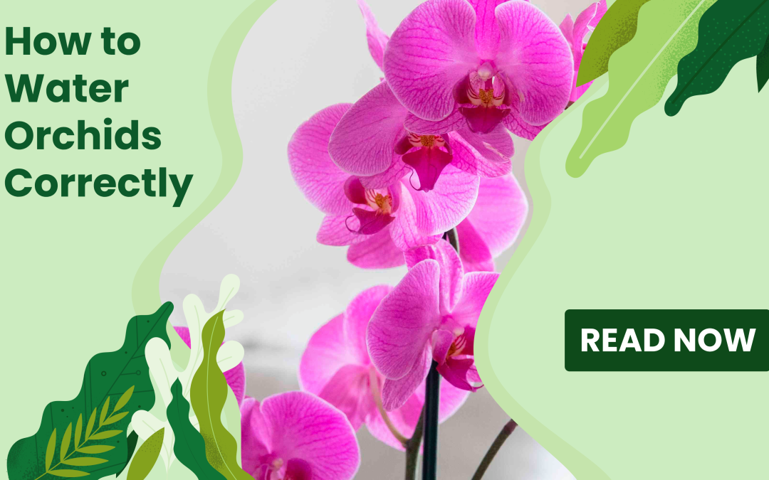 How to Water Orchids Correctly