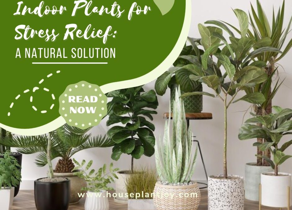 Indoor Plants for Stress Relief: A Natural Solution