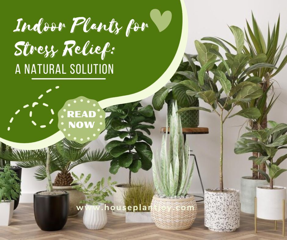 Indoor Plants for Stress Relief A Natural Solution