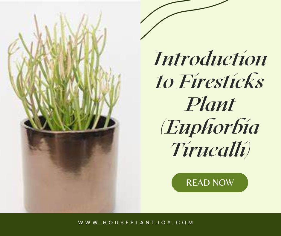 Introduction to Firesticks Plant (Euphorbia Tirucalli)