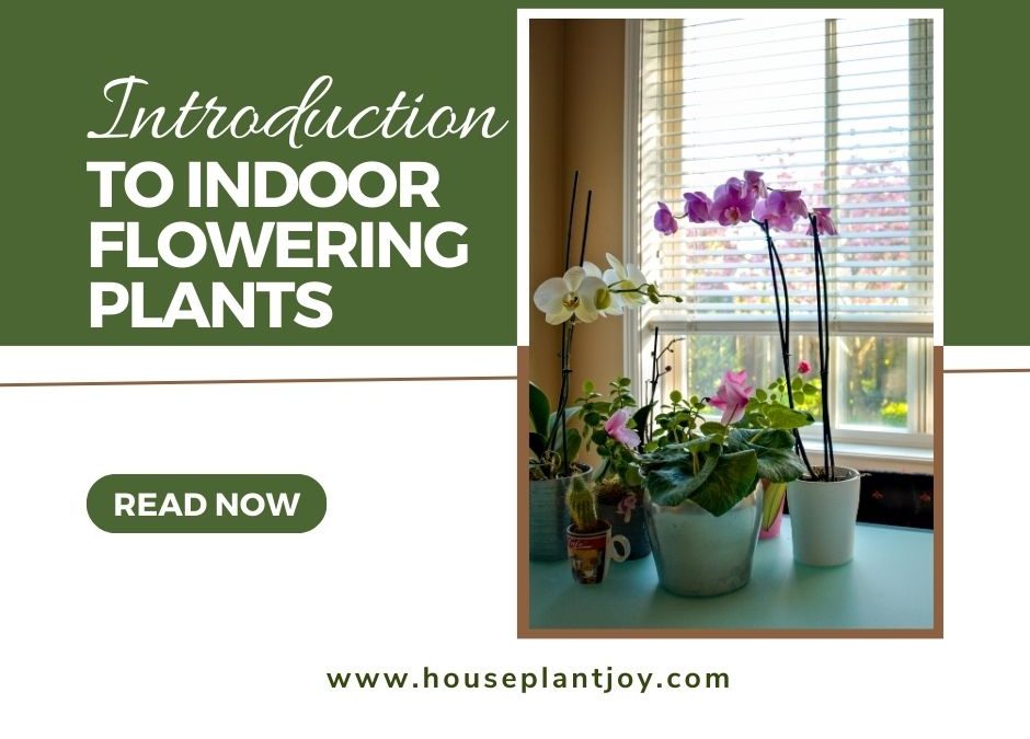 Introduction to Indoor Flowering Plants