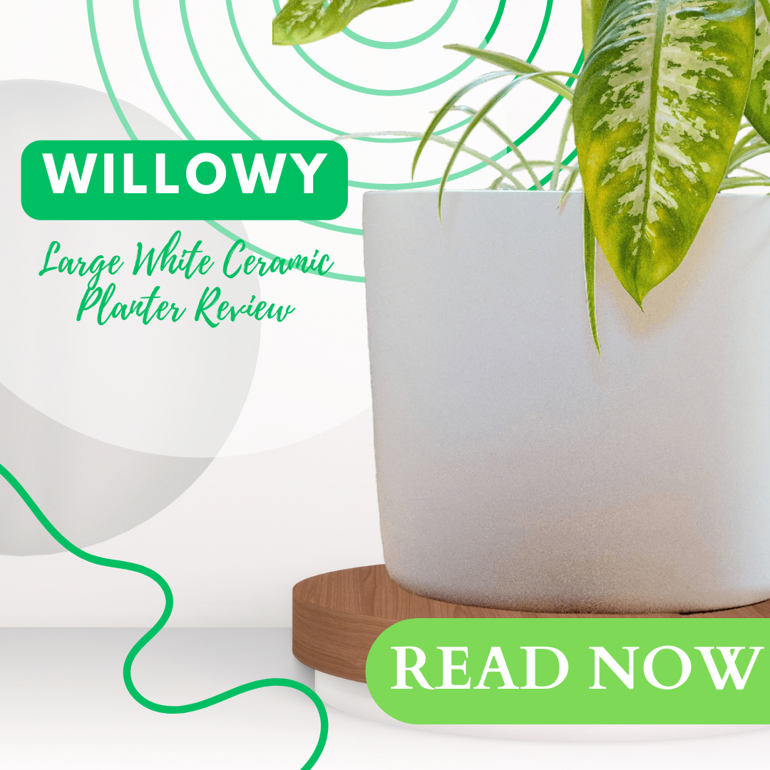 Willowy Large White Ceramic Planter Review HouseplantJoy Com   Large White Ceramic Planter Review 