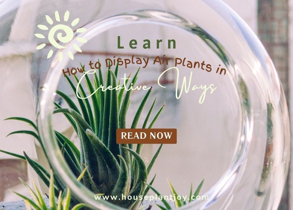 Learn How to Display Air Plants in Creative Ways