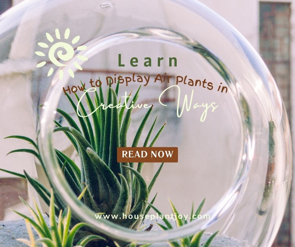 Learn How to Display Air Plants in Creative Ways Learn How to Display Air Plants in Creative Ways