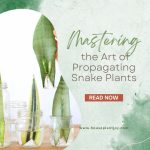 Mastering the Art of Propagating Snake Plants