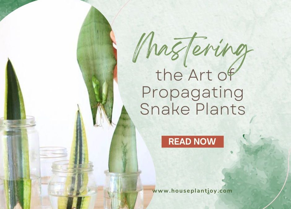 Mastering the Art of Propagating Snake Plants