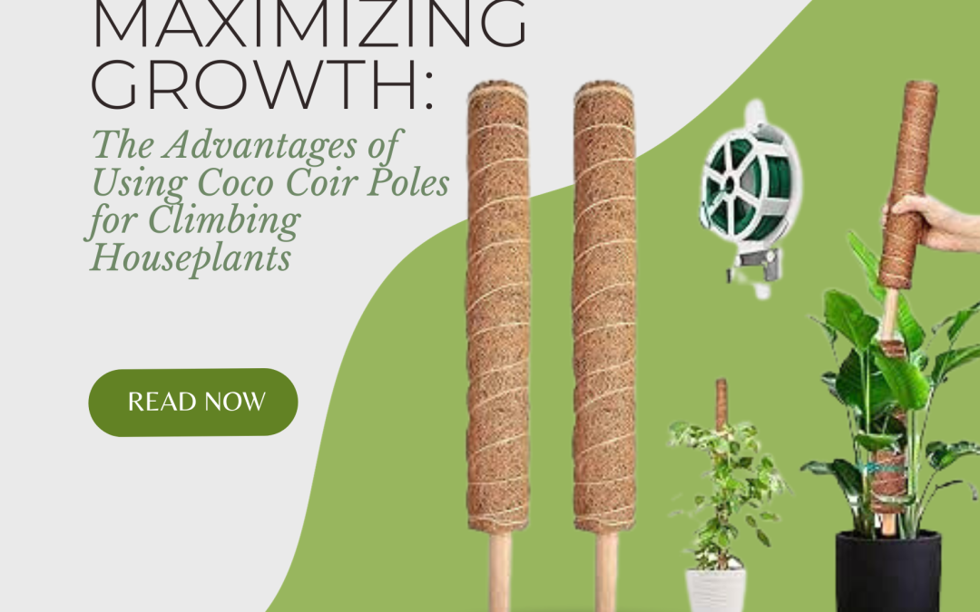 Maximizing Growth: The Advantages of Using Coco Coir Poles for Climbing Houseplants