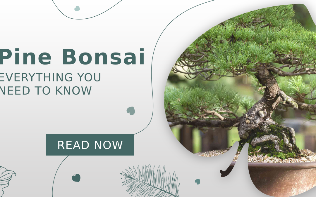 Pine Bonsai: Everything You Need To Know