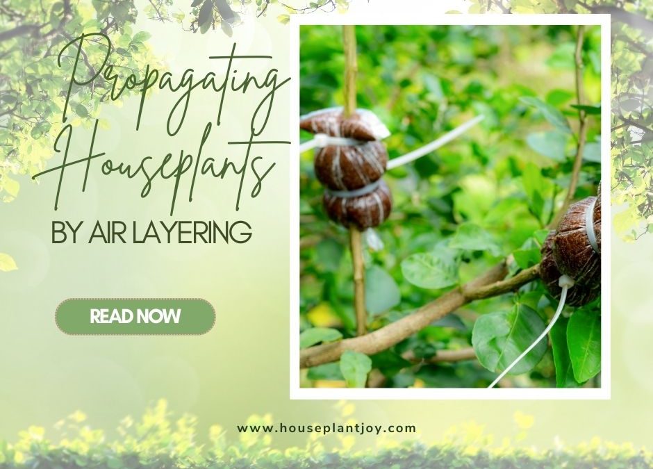 Propagated Plants: Timing for Healthier Growth